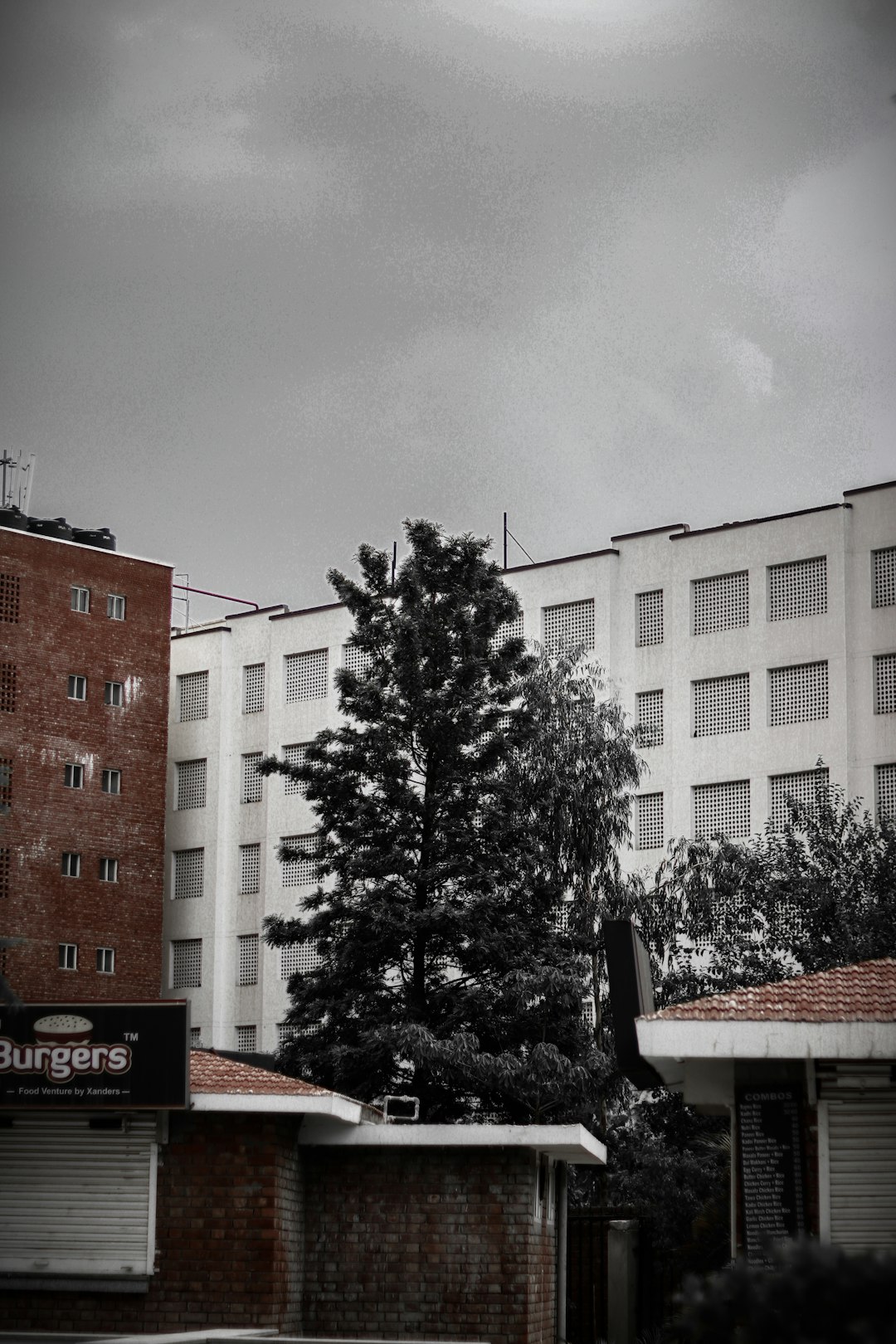 grayscale photography of pine tree