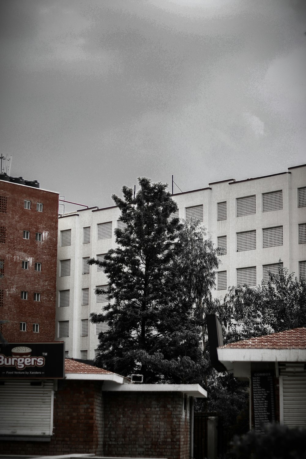 grayscale photography of pine tree