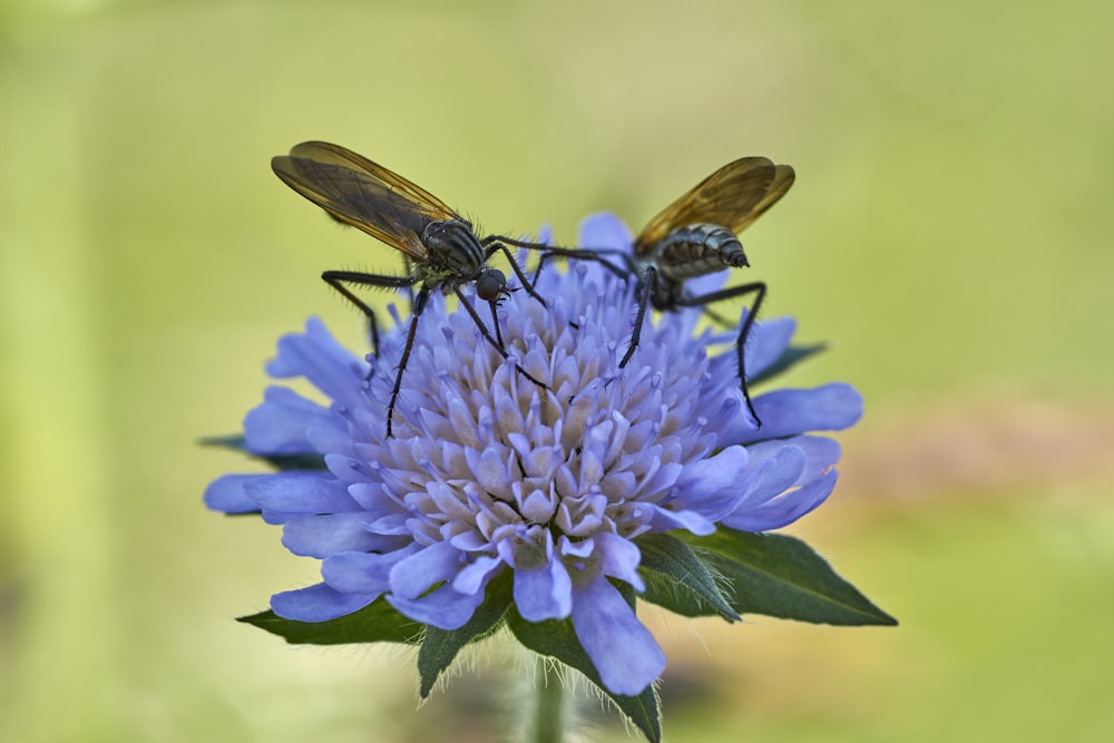 dois insetos preto-e-marrom em flores de cachos