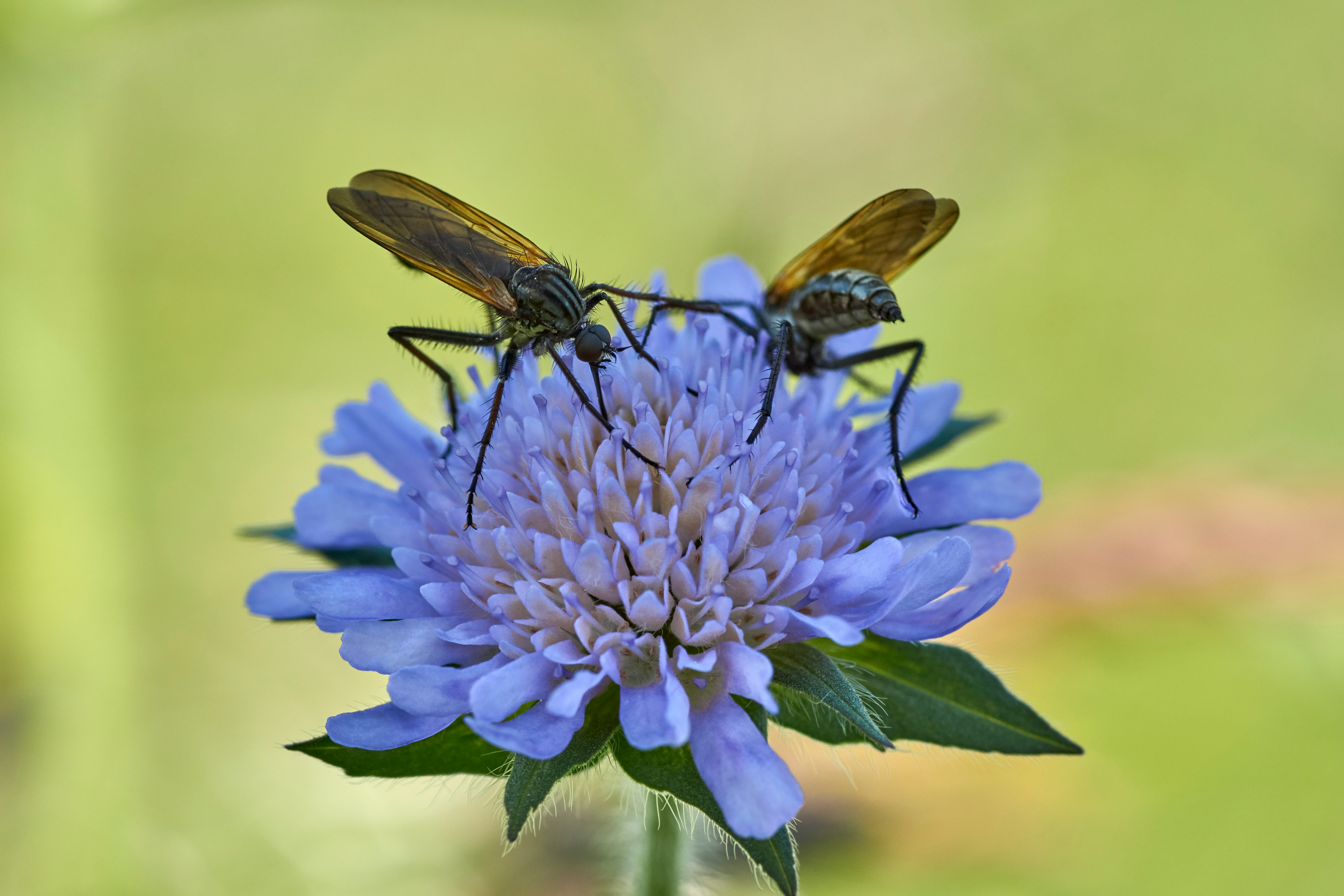 two black-and-brown bugs on cluster flowers