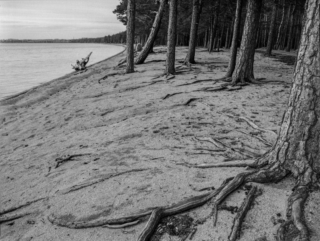 grayscale photography of trees and shore during daytime