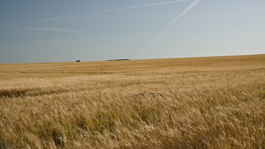 brown wheat field