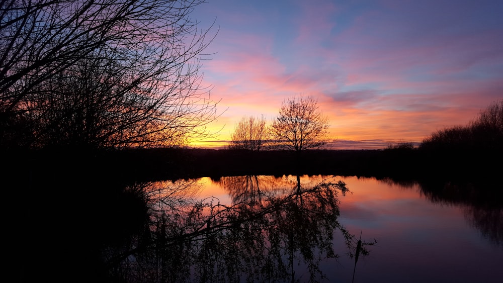 landscape photography of trees under orange sky