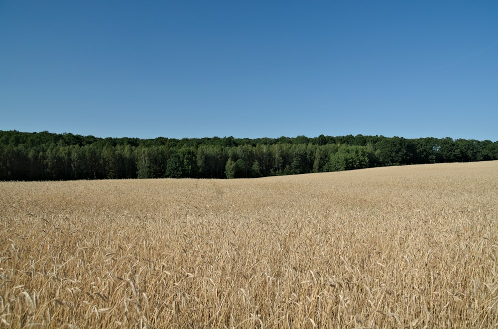 open field under clear blue sky