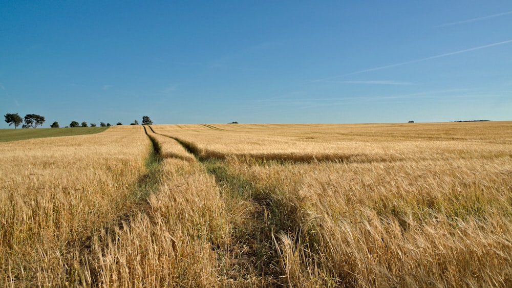 brown grass field under clear blue sky