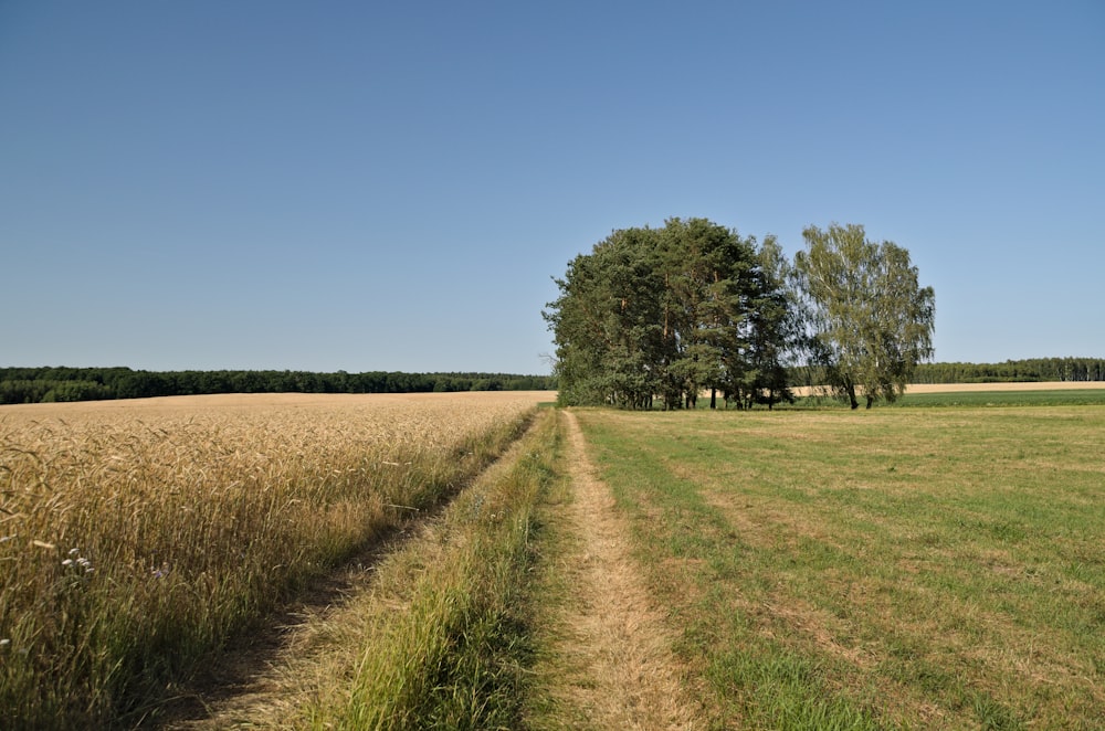 green field with trees under clear blue sky