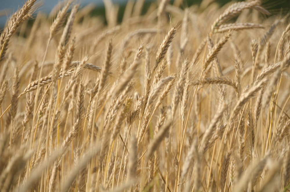 Fotografía de enfoque selectivo del campo de trigo