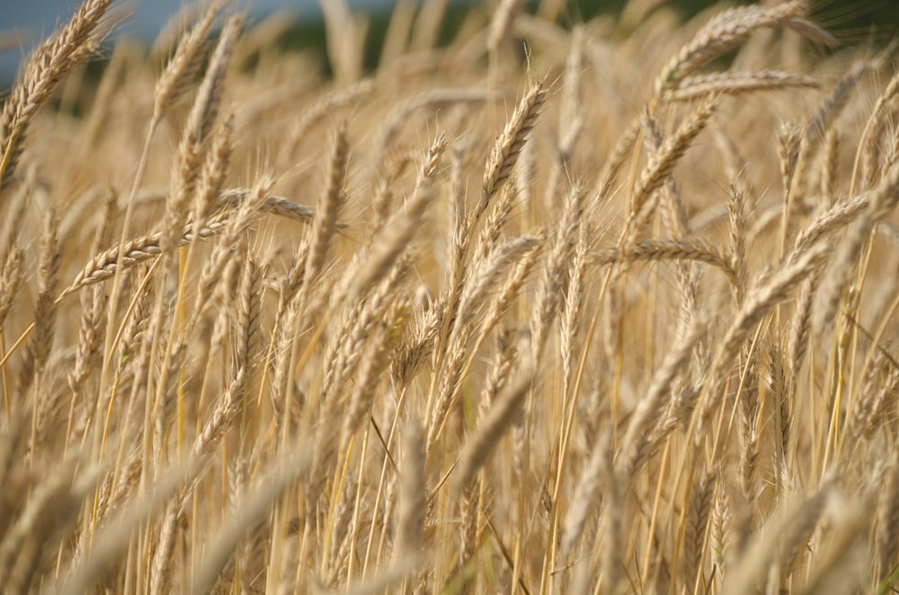 selective focus photography of wheat field