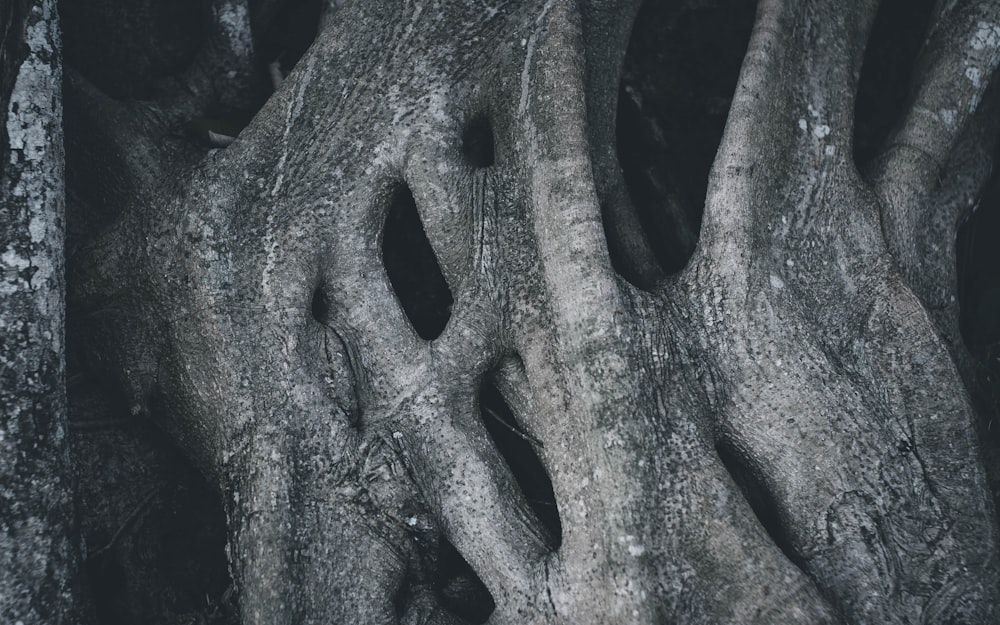 a close up of a tree with very large roots