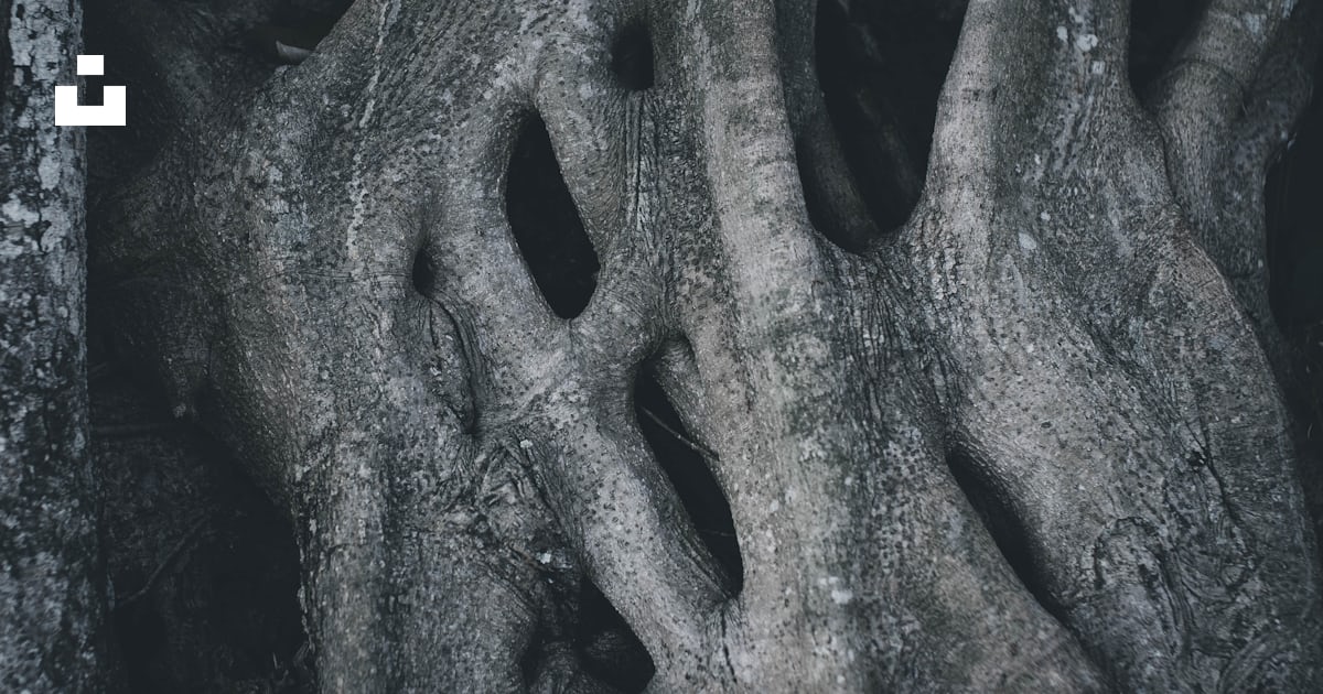 A close up of a tree with very large roots photo – Free Grey Image on ...