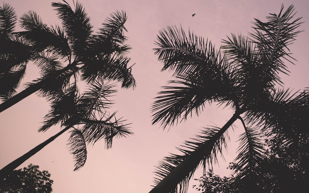 low-angle photo of silhouette of coconut palm trees