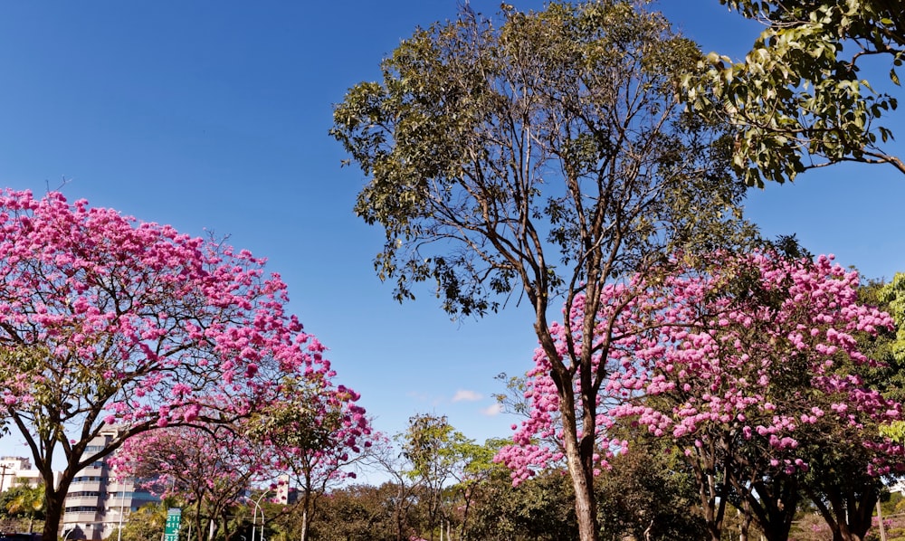 árvores de folhas cor-de-rosa e verdes durante o dia