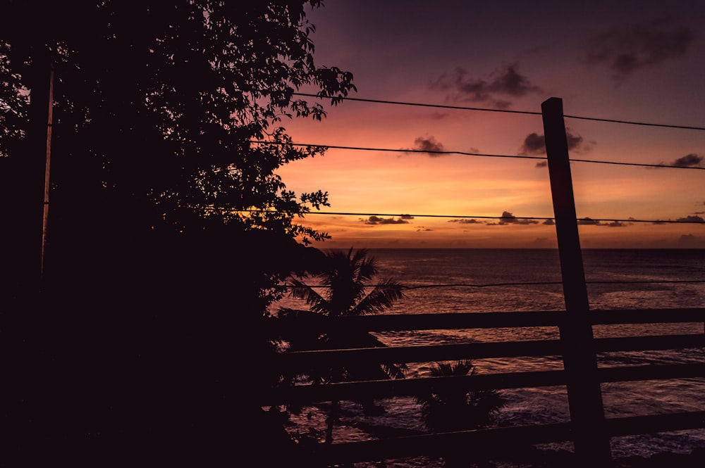 silhouette of fence and tree