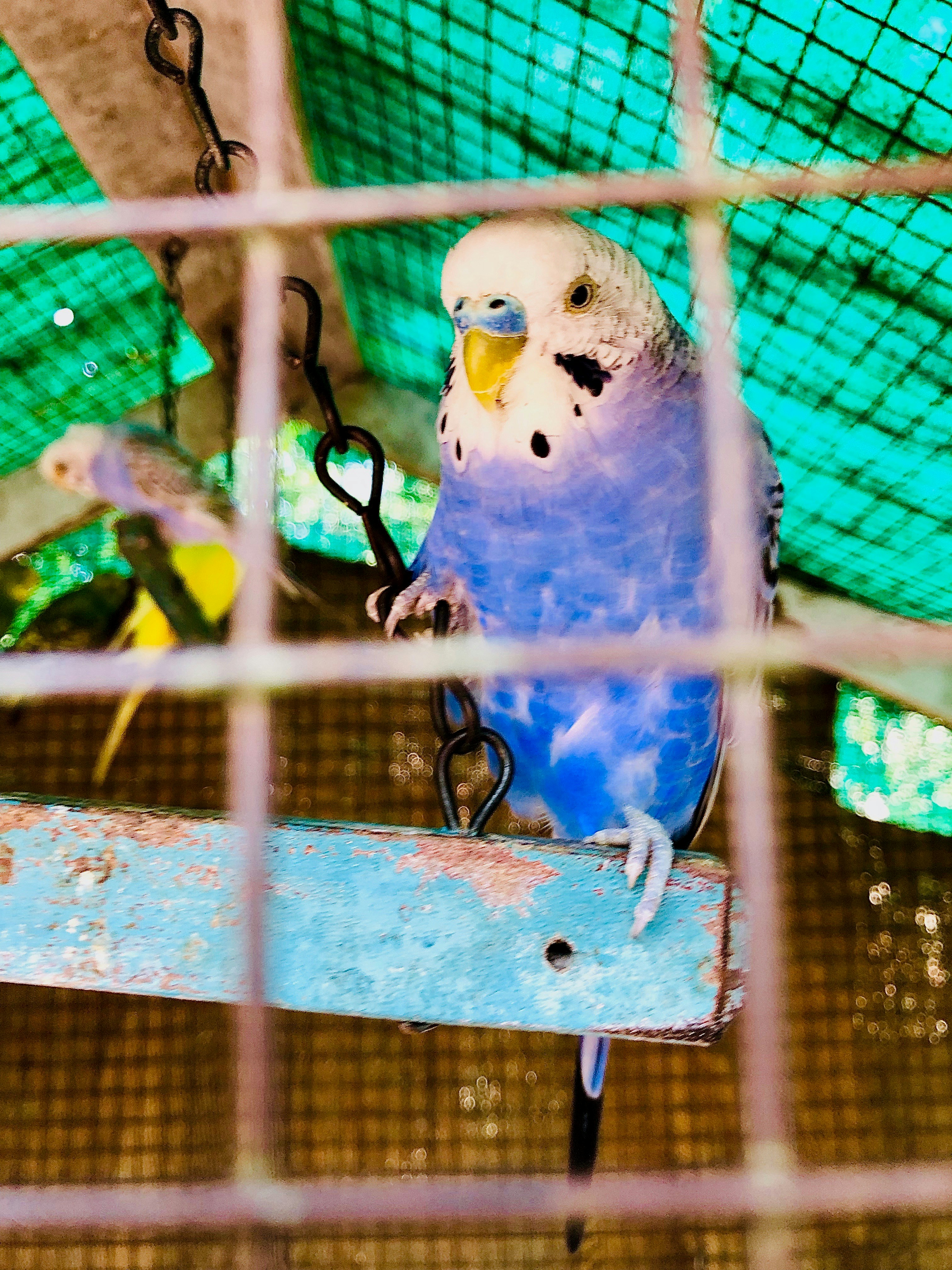青と白のセキセイインコの写真 Unsplashで見つけるオウムの無料写真