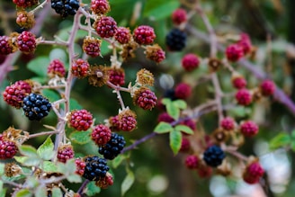 Clusters of deep purple Portuguese blackberries ready to pick