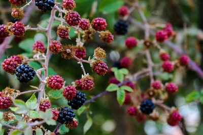 Clusters of deep purple Portuguese blackberries ready to pick