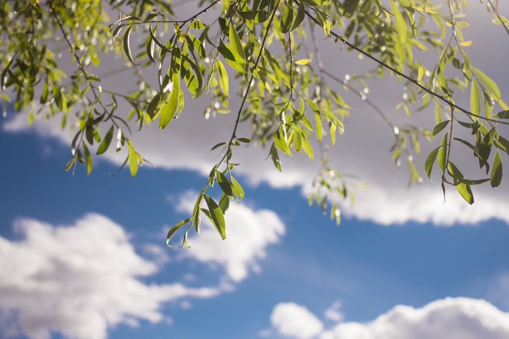 green-leafed tree under white clouds