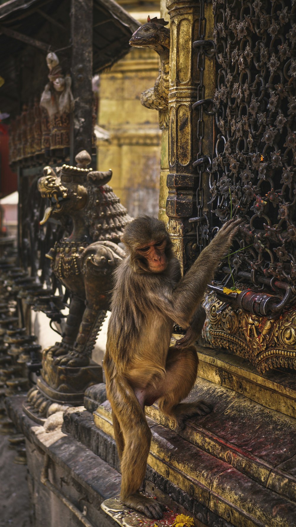 gray and white monkey on concrete building during daytime