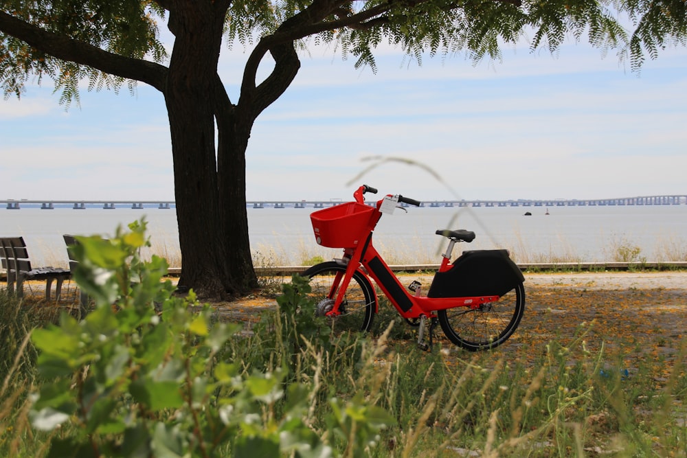 red bike near tree