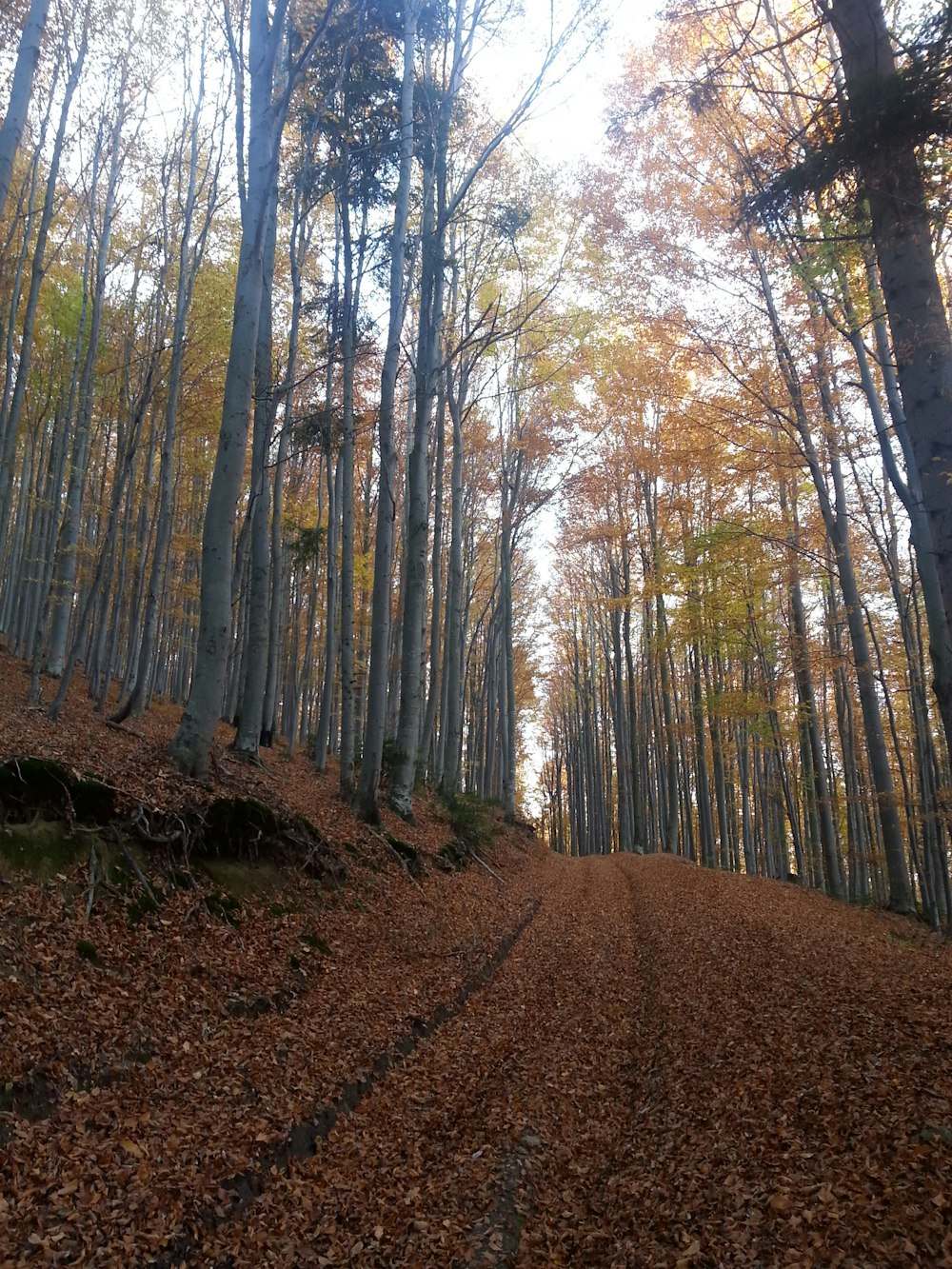 walkway at middle of forest