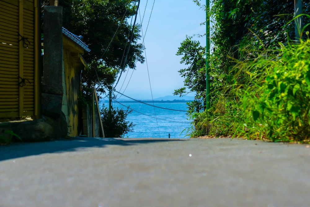 green plants and trees near body of water