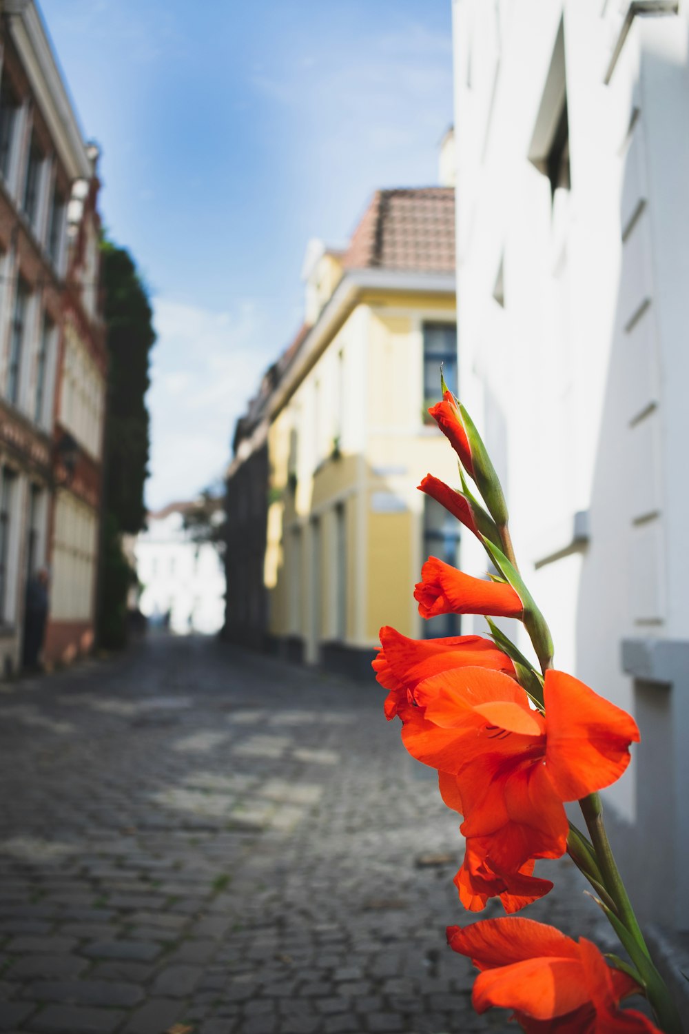 orange petaled flower