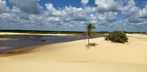 A palm on the dunes by a river mouth — Lençóis Maranhenses, Brazil