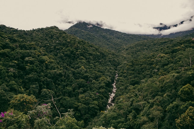 A dense, lush rainforest stretches across rolling hills, with a narrow river cutting through the greenery. Mist and cloud cover hover around the tops of the distant mountains, adding an ethereal quality to the scene.