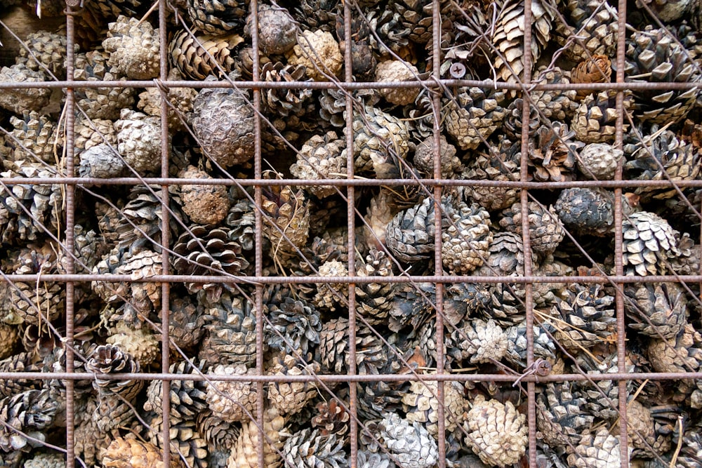 brown pinecone lot