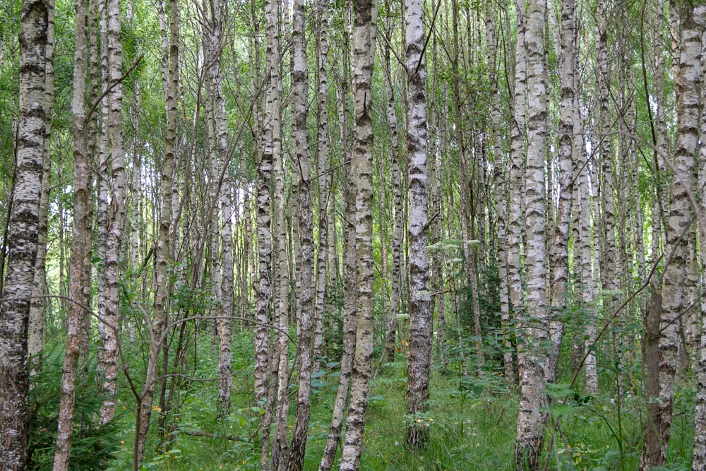 green-leafed trees