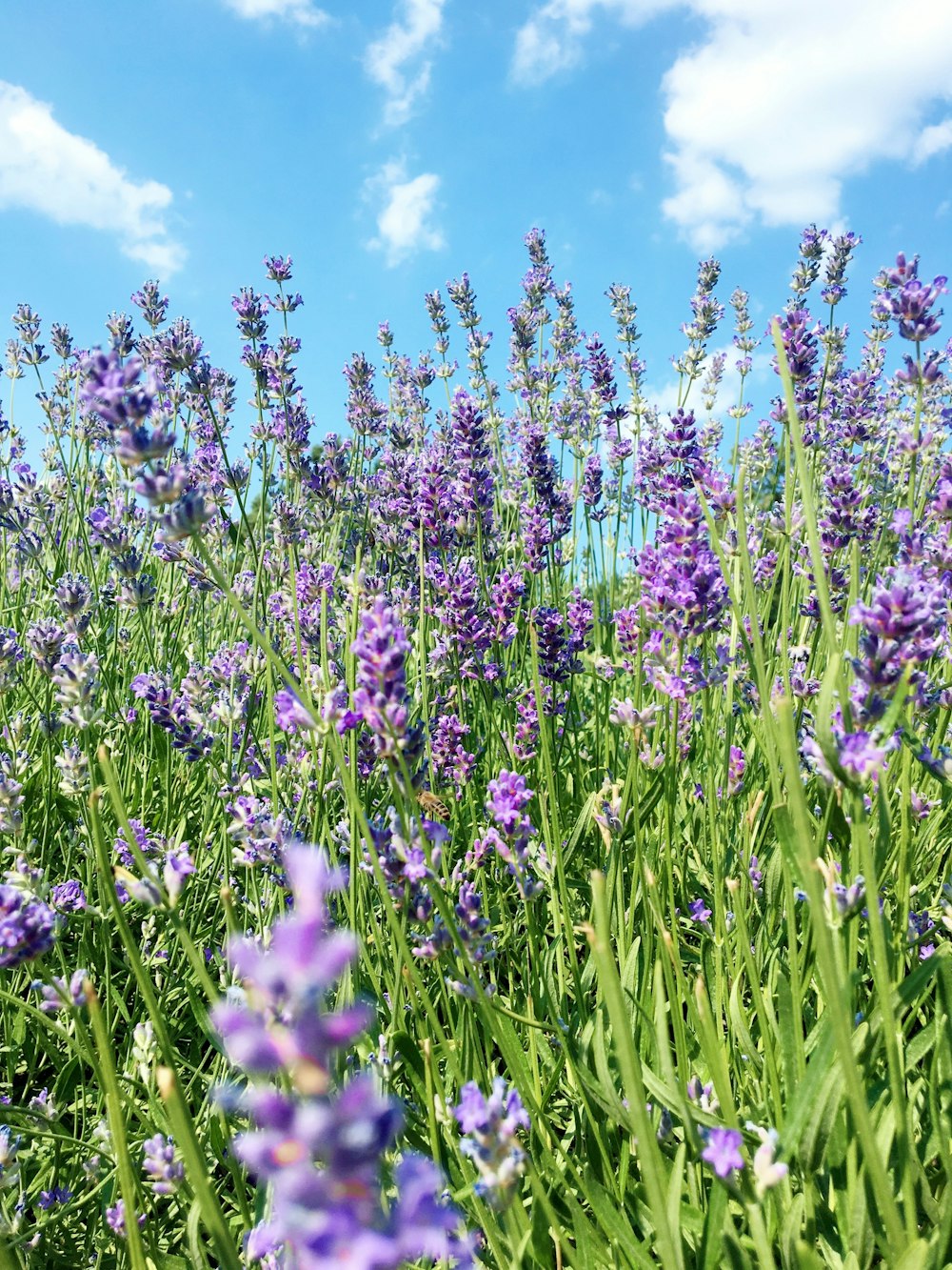 field of lavender flowers