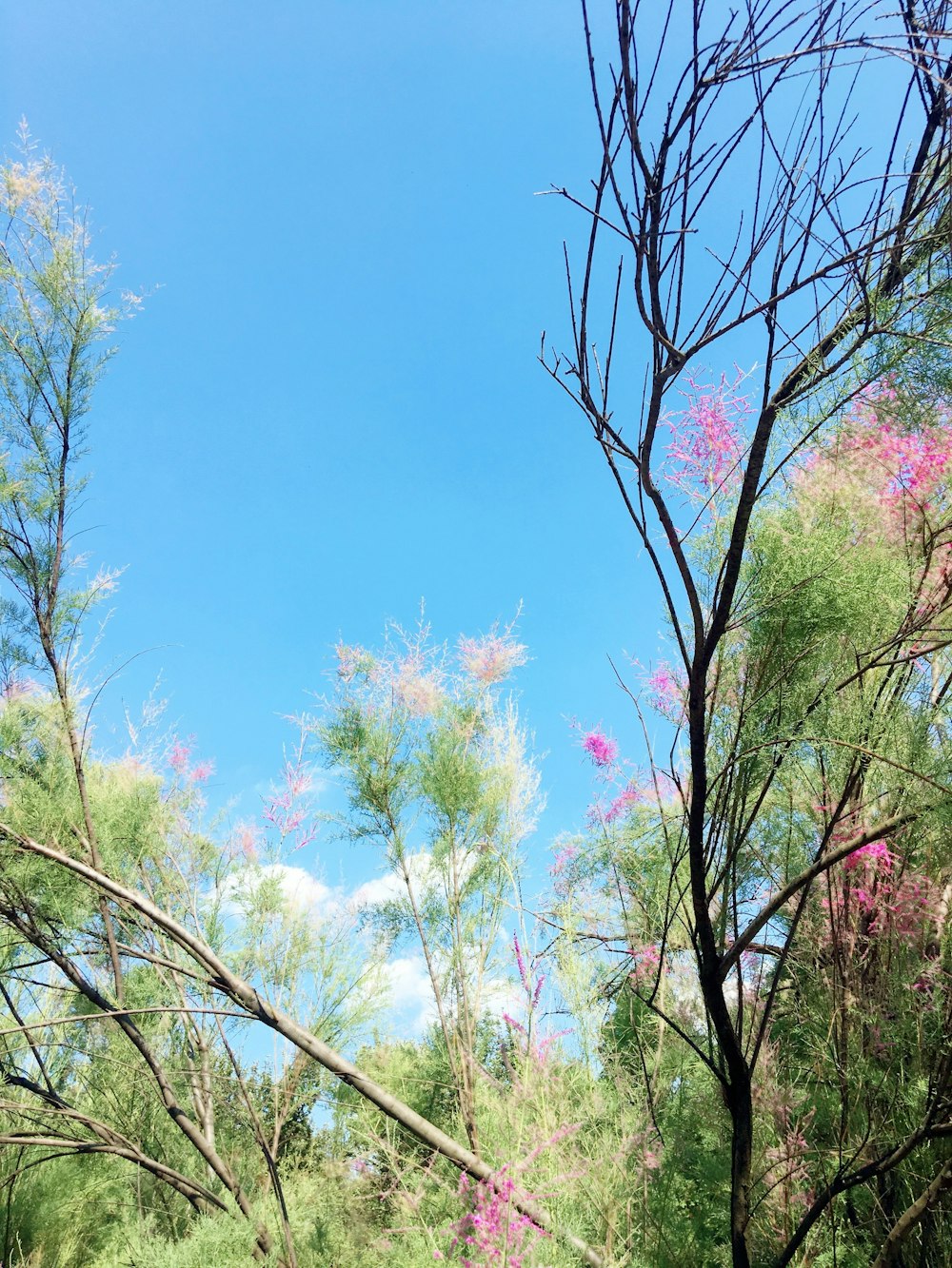 pink flowered tree