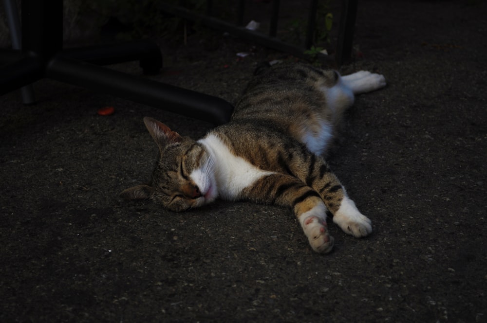 Gato marrom e branco deitado na calçada preta