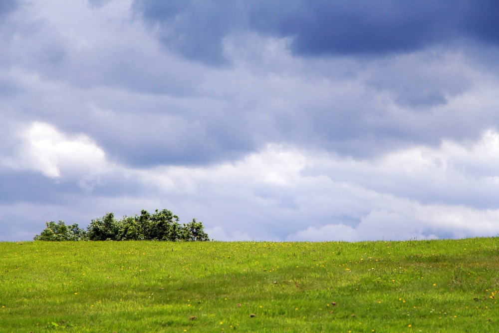 green grass field