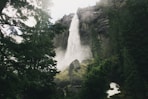 green trees beside waterfall during daytime