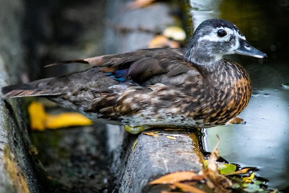 close-up of black duck