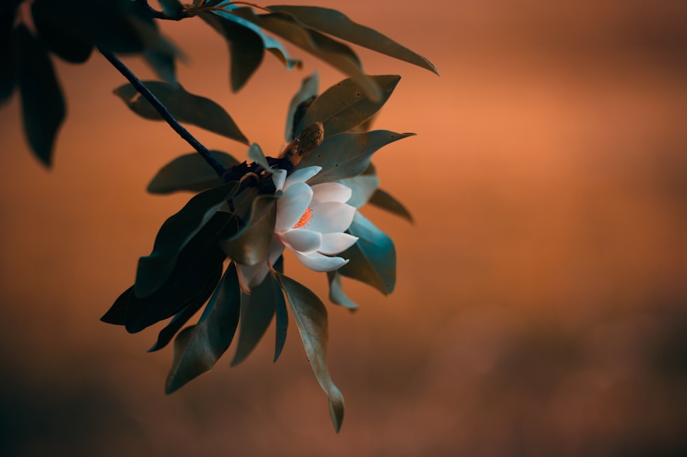 white petaled flower