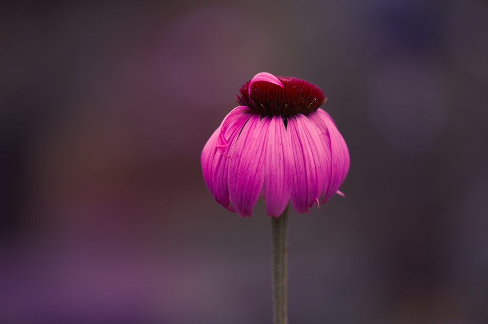 pink petaled flower