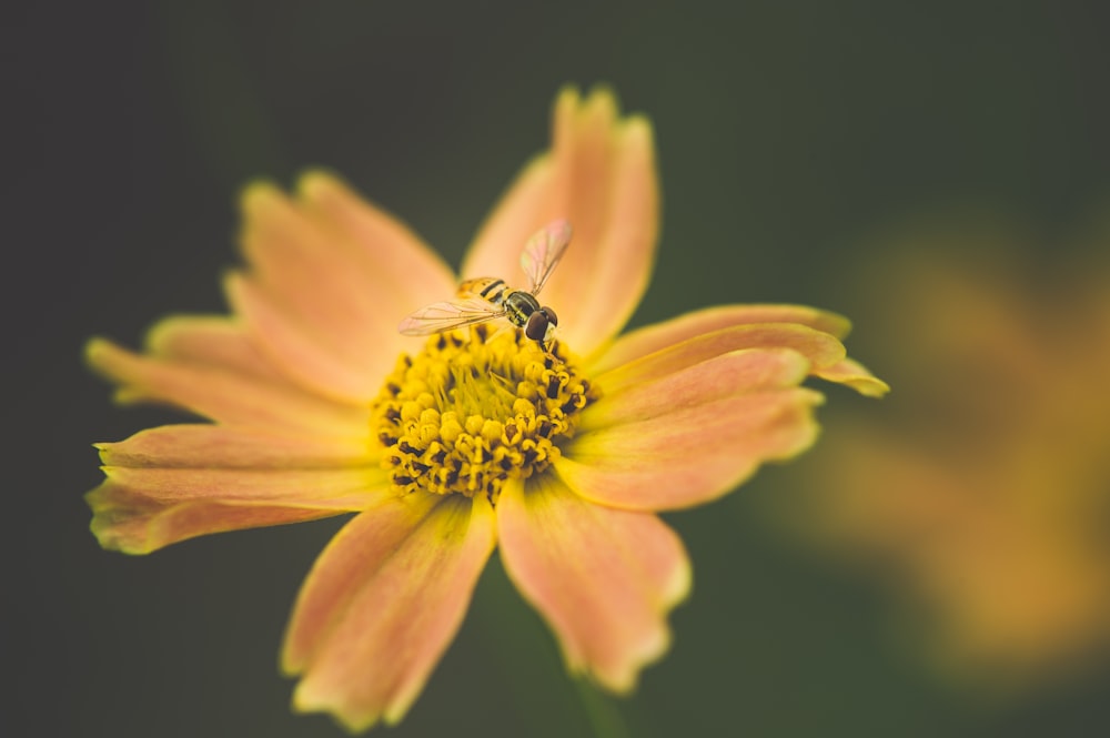 bee sticking on orange petaled flowers