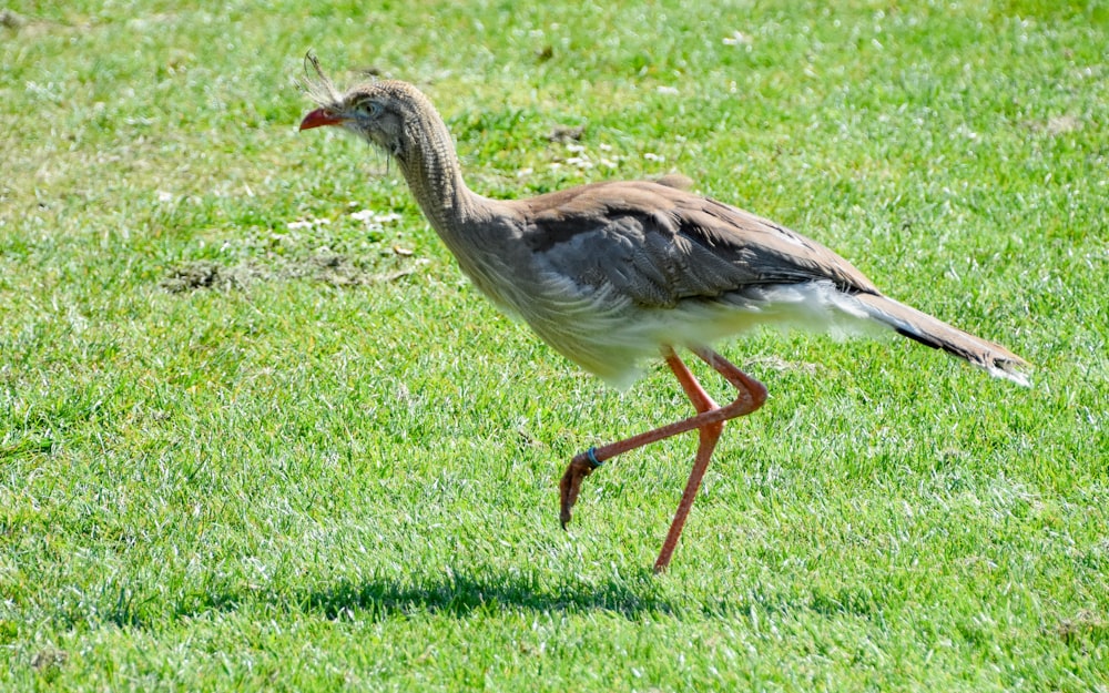 weißgrauer Vogel