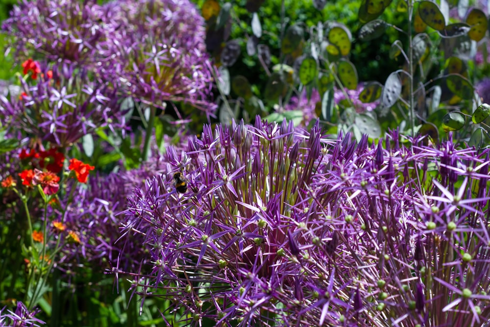 purple petaled flower