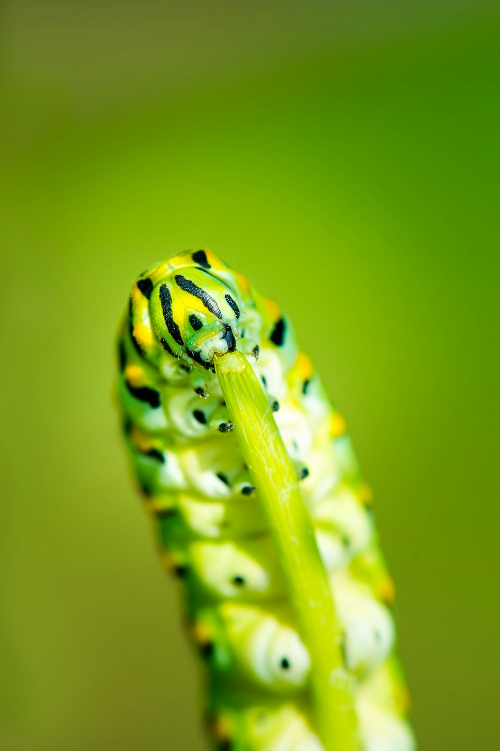 green caterpillar