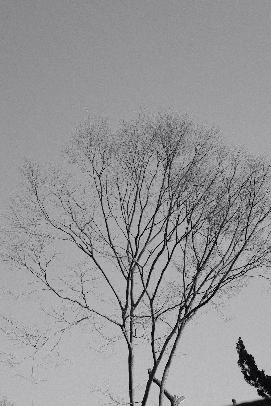 leafless tree close-up photography