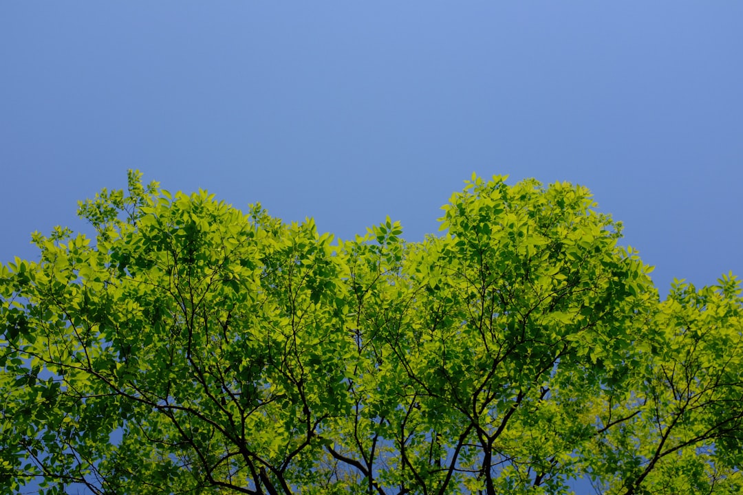 green tree under clear blue sky