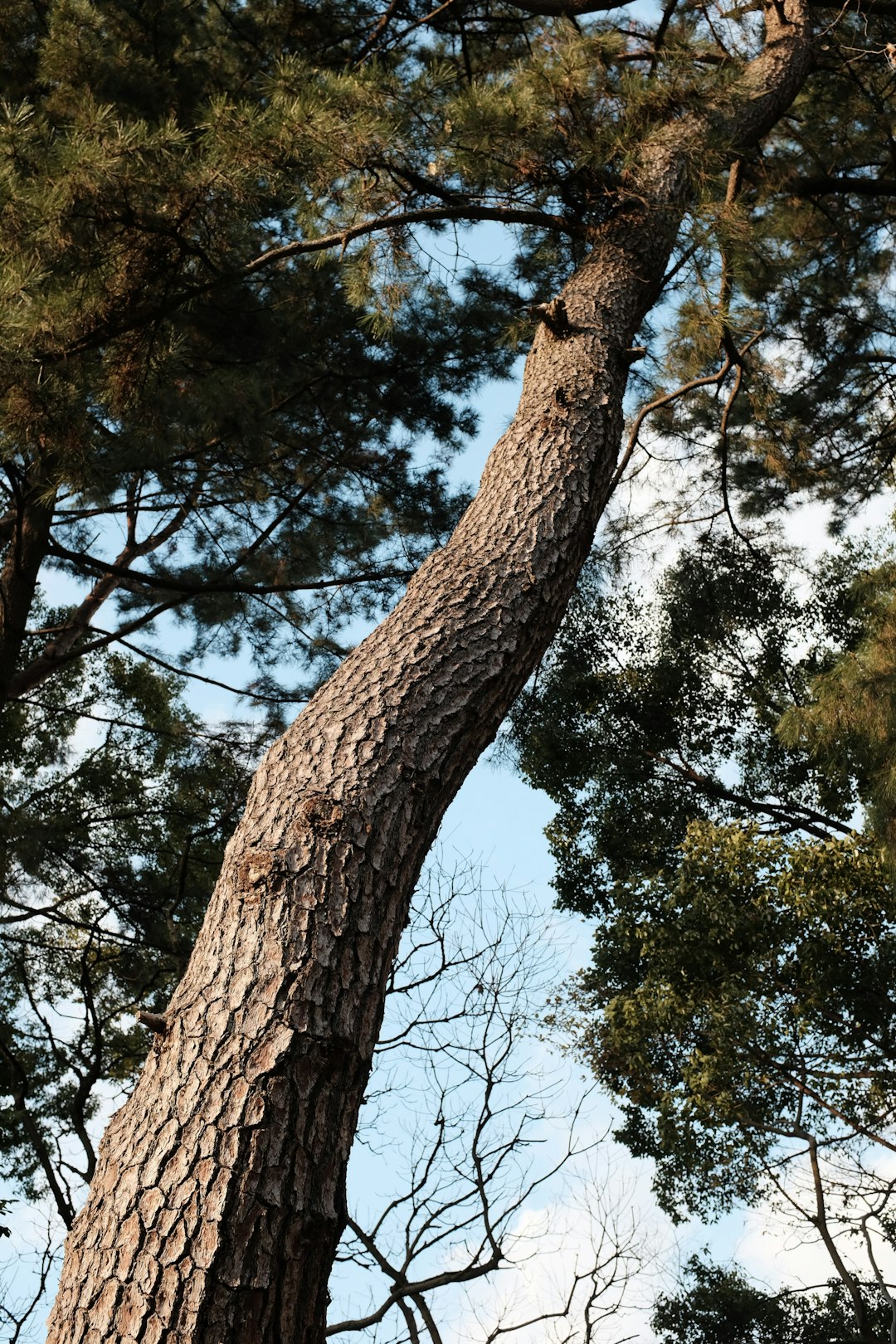 green tree under blue sky