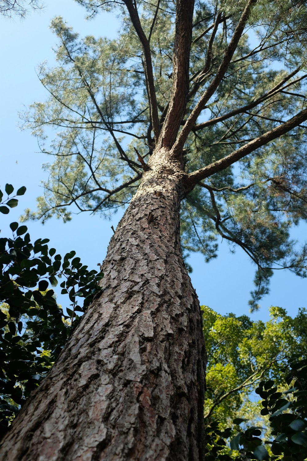 brown pine tree during daytime