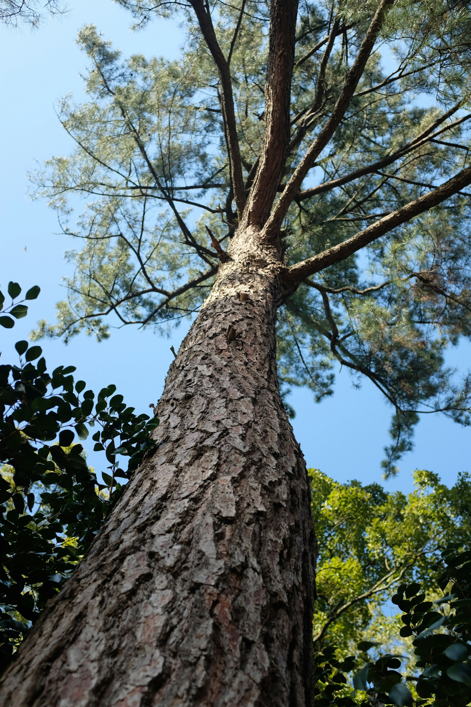 brown pine tree during daytime