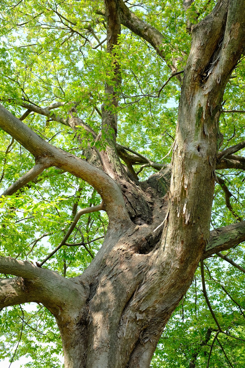 green-leafed tree