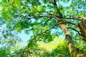 green leaf tree during daytime