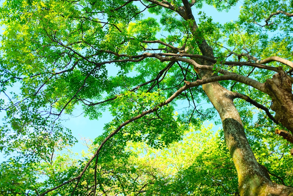 arbre à feuilles vertes pendant la journée